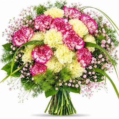 Vznešené karafiáty