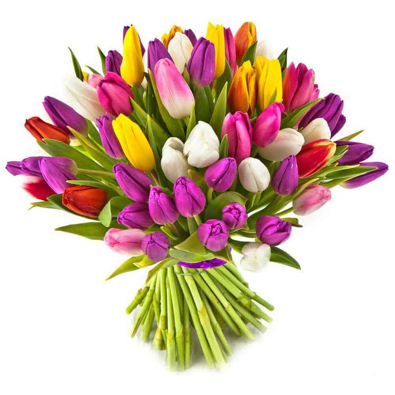 15 barevných tulipánů ve váze